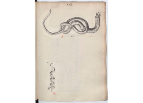 openseadragon-render