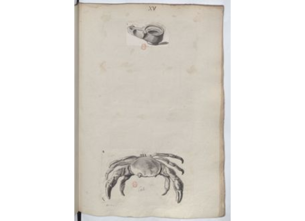 openseadragon-render