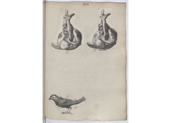 openseadragon-render