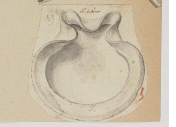 openseadragon-render