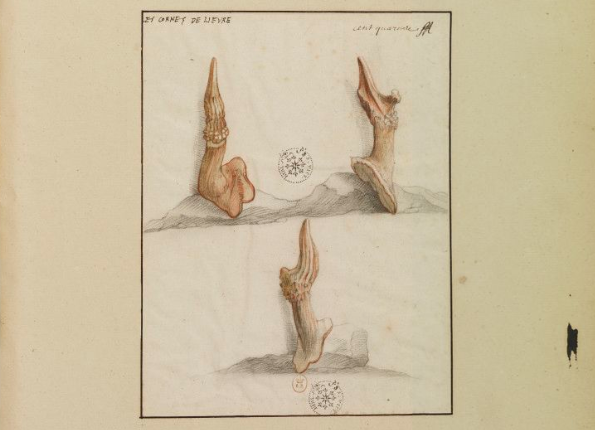 openseadragon-render