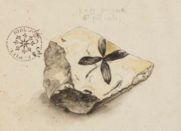 openseadragon-render