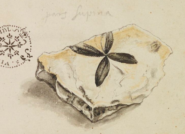 openseadragon-render