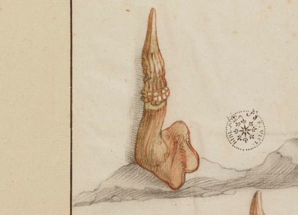 openseadragon-render