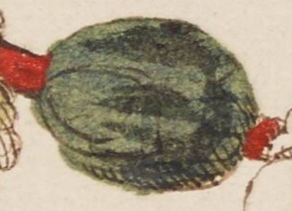 openseadragon-render