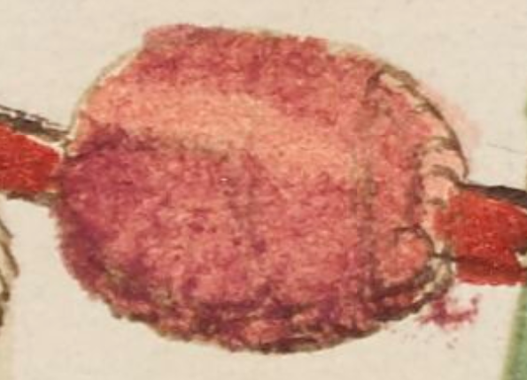 openseadragon-render