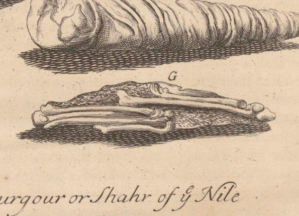 openseadragon-render